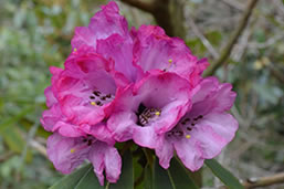 Rhododendron anthosphaerum