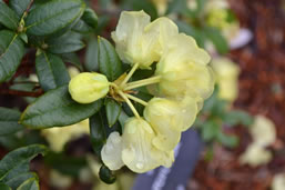 Rhododendron luteiflorum