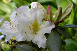 Rhododendron veitchianum