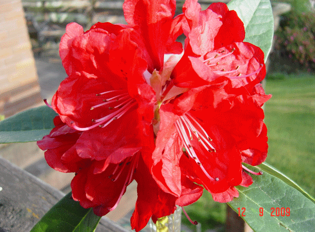 Rhododendron bibani